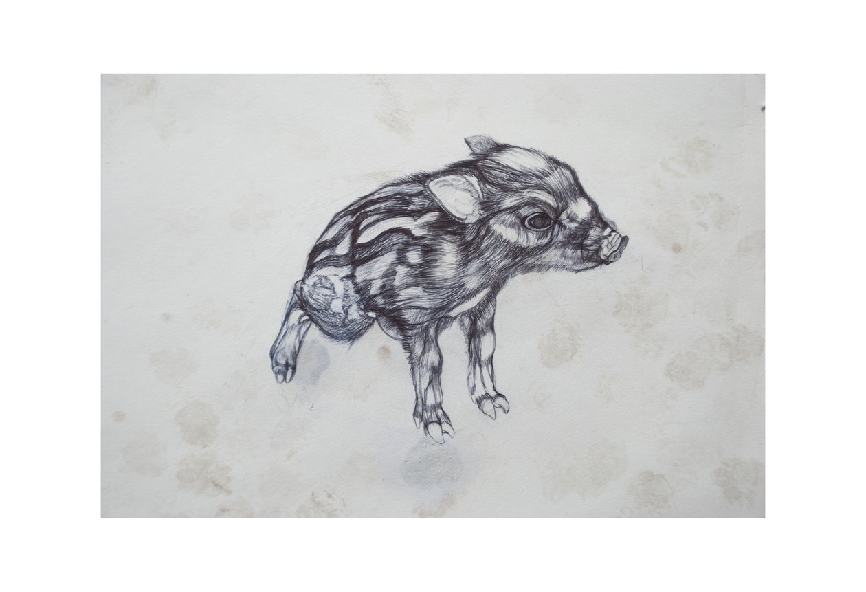 Kleines Schwein, 2015 von Lou Gibbs
