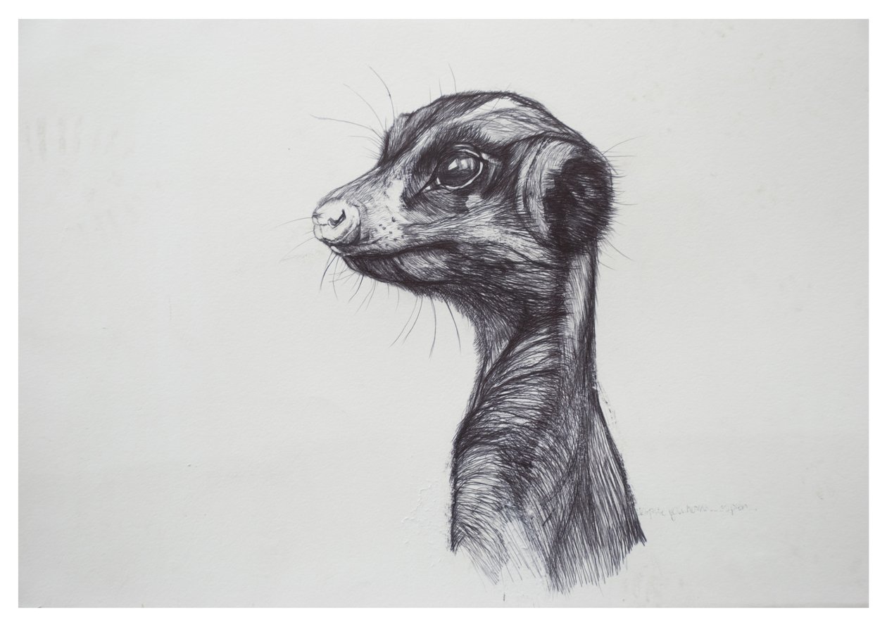 Erdmännchen von Lou Gibbs