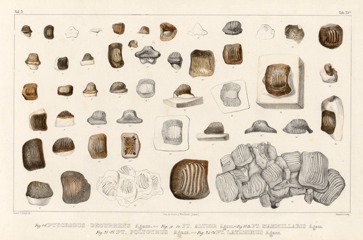 Tafel 25b aus Band 3 (Recherches sur les poissons fossiles) zeigt Zahn verschiedener Arten der Gattung Ptychodus von Louis Agassiz