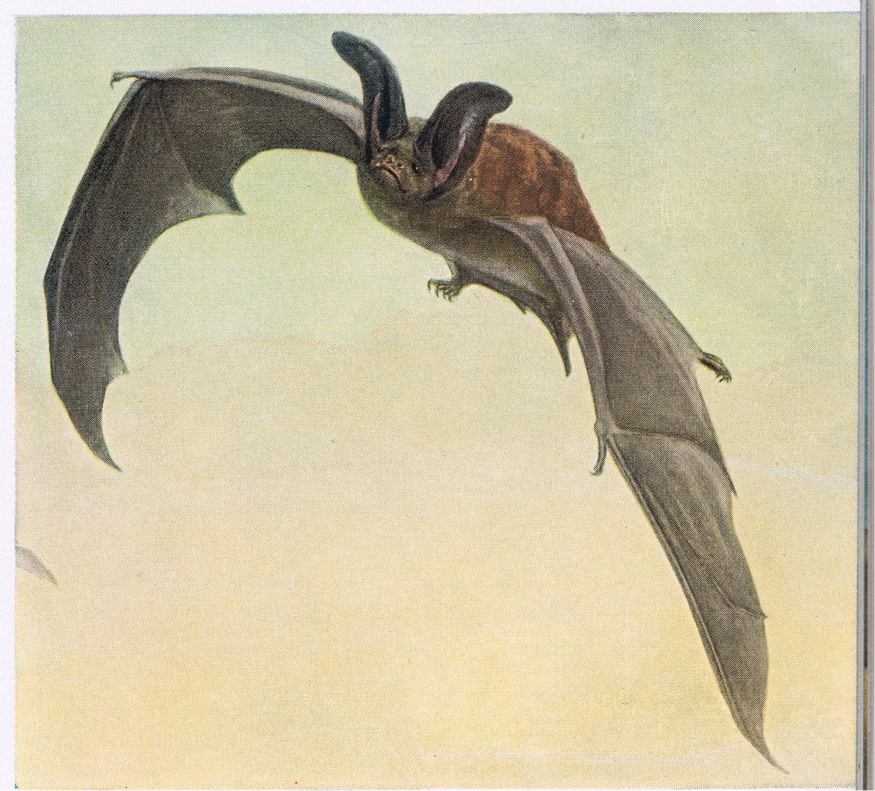 Blasser Fledermaus von Louis Agassiz Fuertes