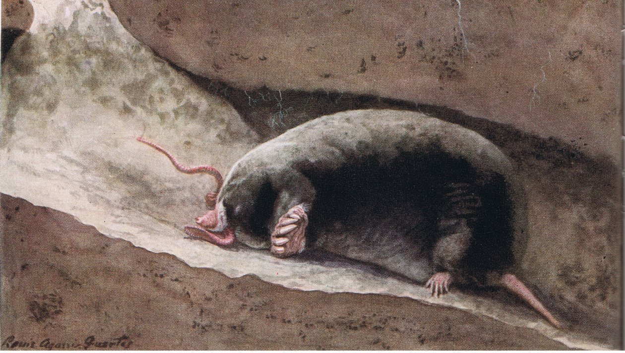 Townsend Mole von Louis Agassiz Fuertes