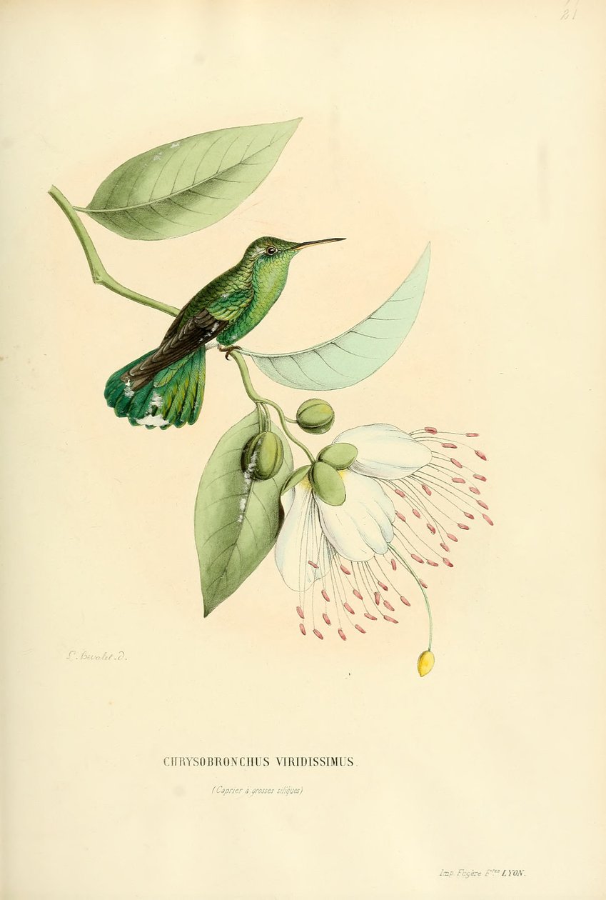 Polytmus theresiae theresiae von Louis Victor Bevalet