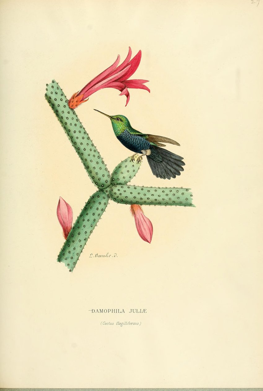 Damophila juliae von Louis Victor Bevalet