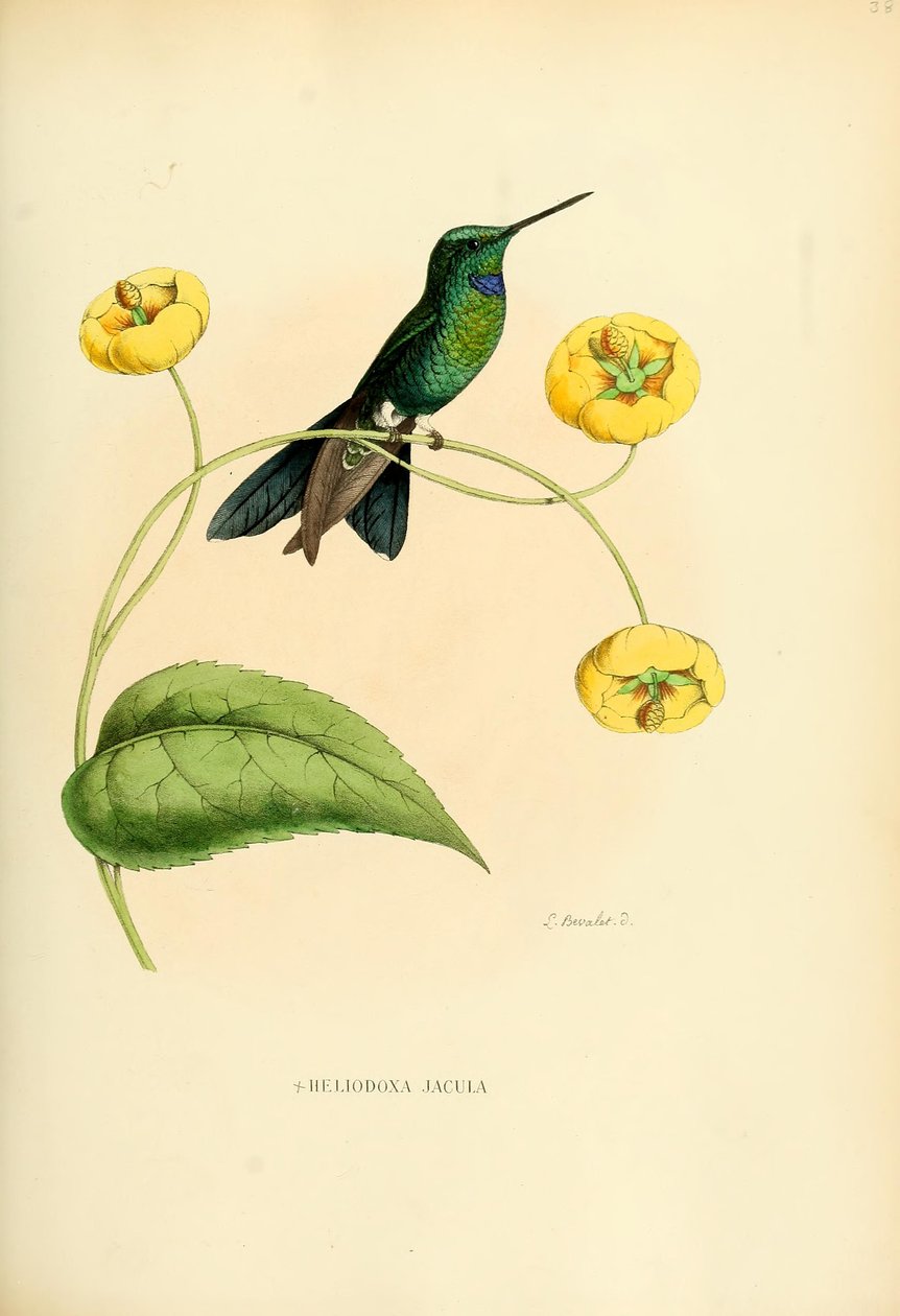 Heliodoxa jacula von Louis Victor Bevalet