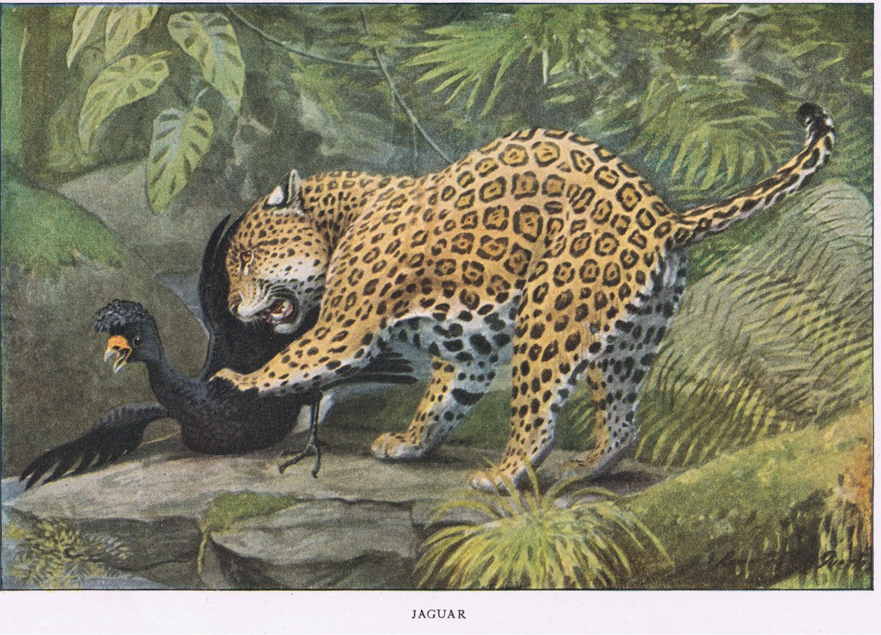 Jaguar von Louis Agassiz Fuertes