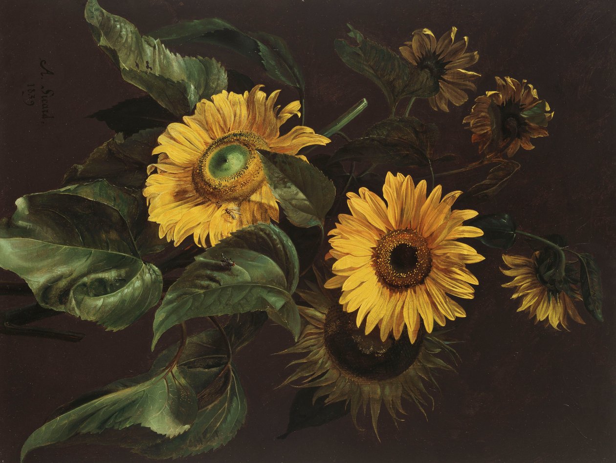Sonnenblumen, 1839 von Louis Apollinaire Sicard