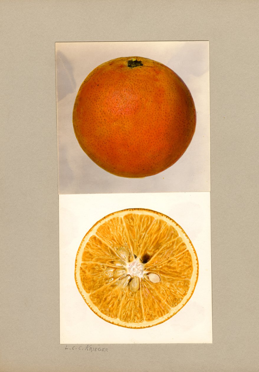 Ananas-Orange (Citrus sinensis) von Louis Charles Christopher Krieger