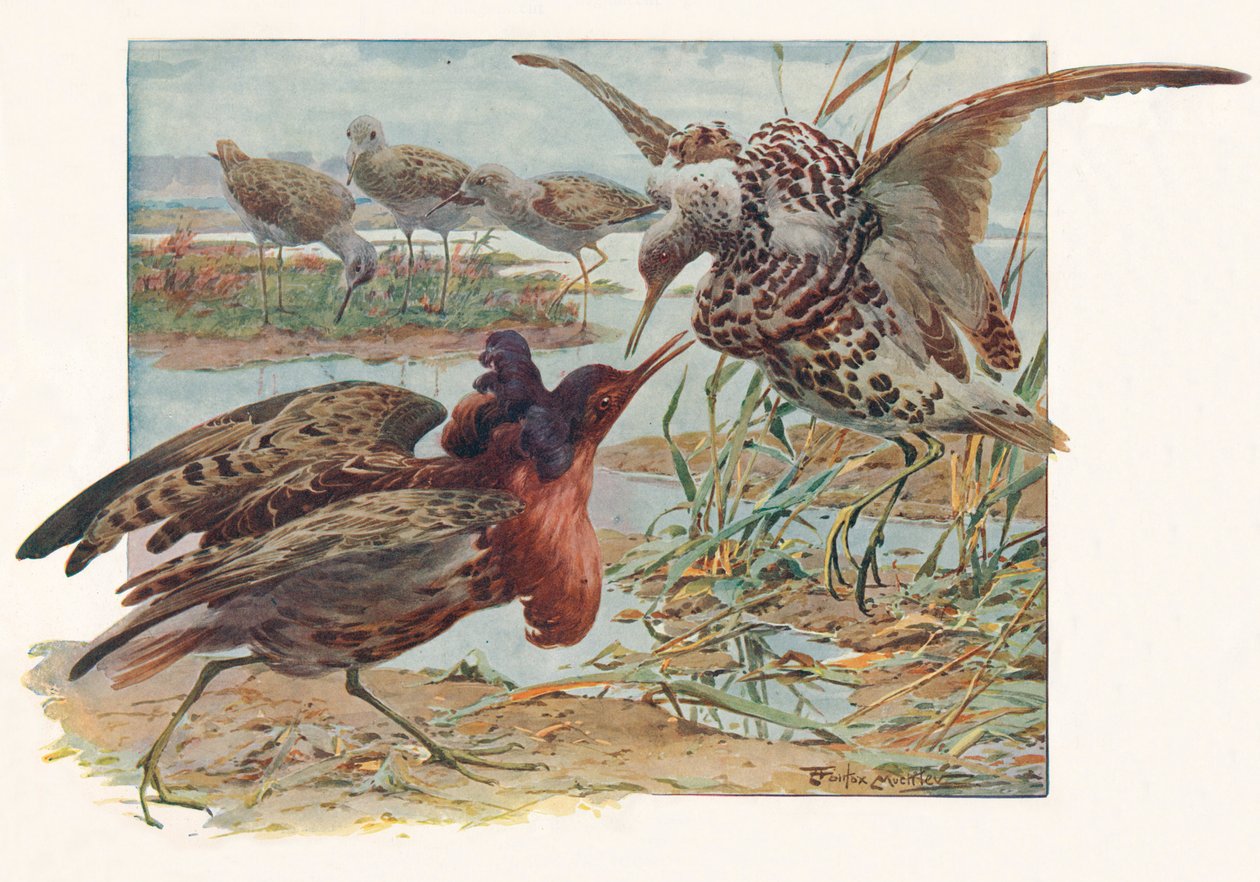 Ruffs und Reeves, um 1910, 1911 von Louis Fairfax Muckley