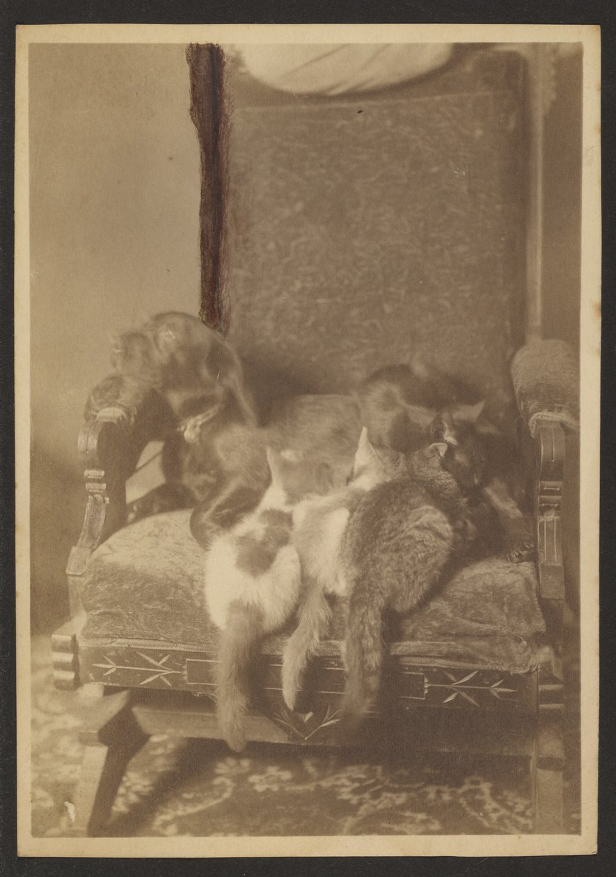 Kuschelnde Katzen und Hund von Louis Fleckenstein