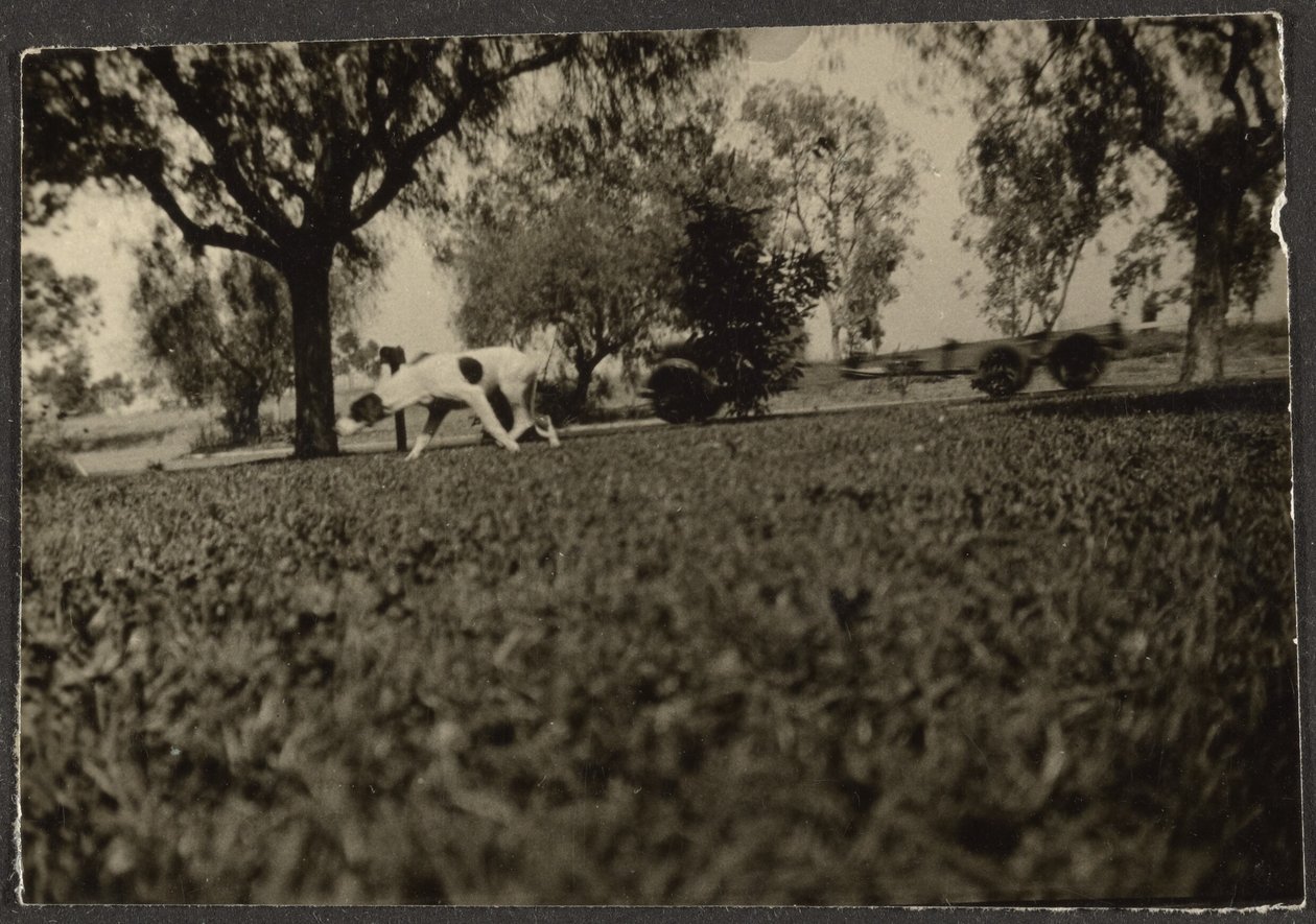 [Hund auf Rasen] von Louis Fleckenstein