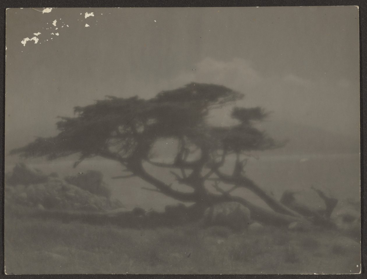 [Landschaft mit Zypressenbaum] von Louis Fleckenstein