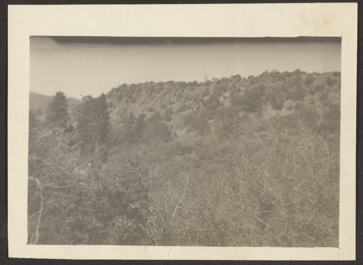 Landschaft mit Sträuchern von Louis Fleckenstein