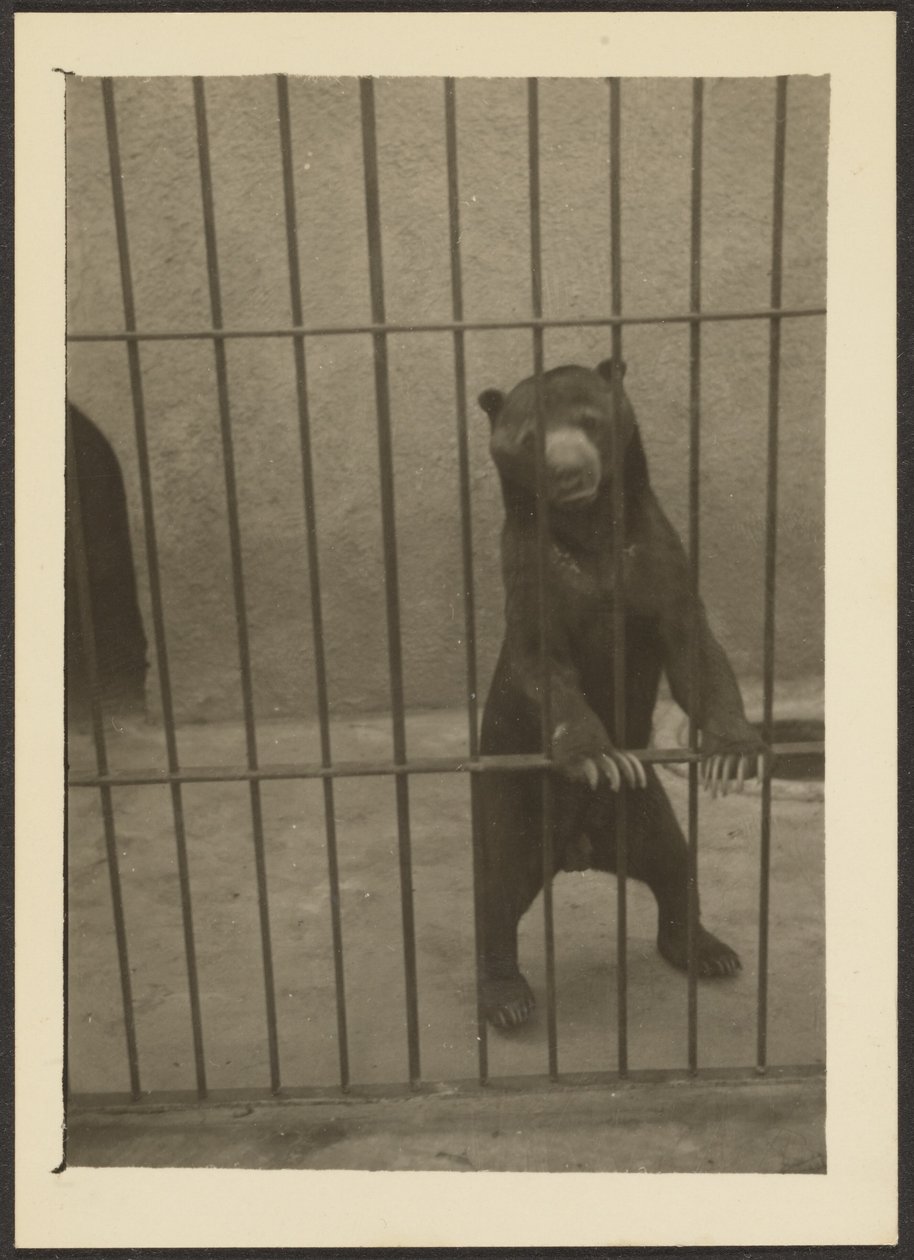 [Faultierbär im Käfig] von Louis Fleckenstein