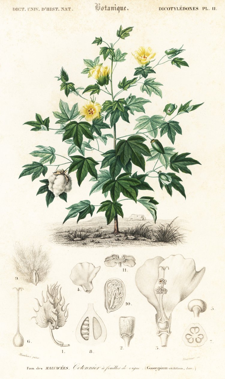 Baumwollpflanze, Gossypium barbadense (Stich) von Louis Joseph Edouard Maubert
