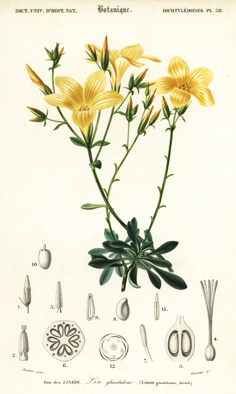 Flachs, Linum campanulatum (Gravur) von Louis Joseph Edouard Maubert