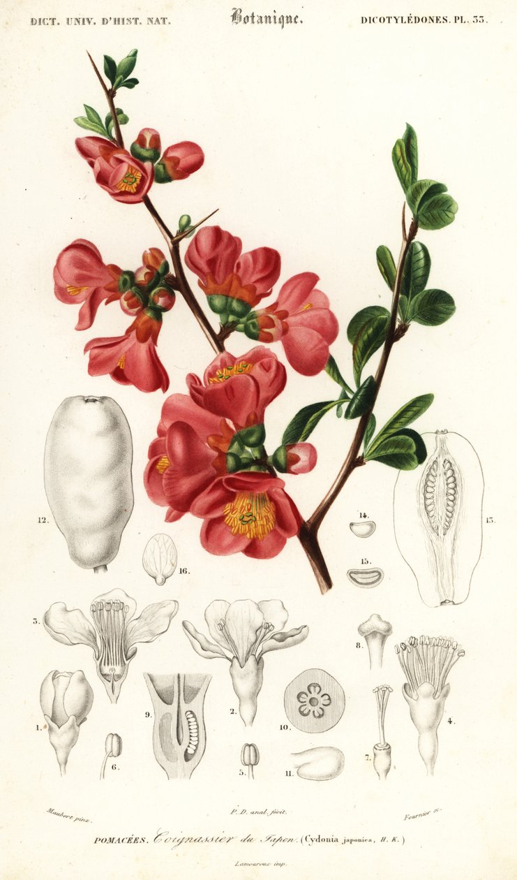 Japanische Quitte, Chaenomeles japonica von Louis Joseph Edouard Maubert