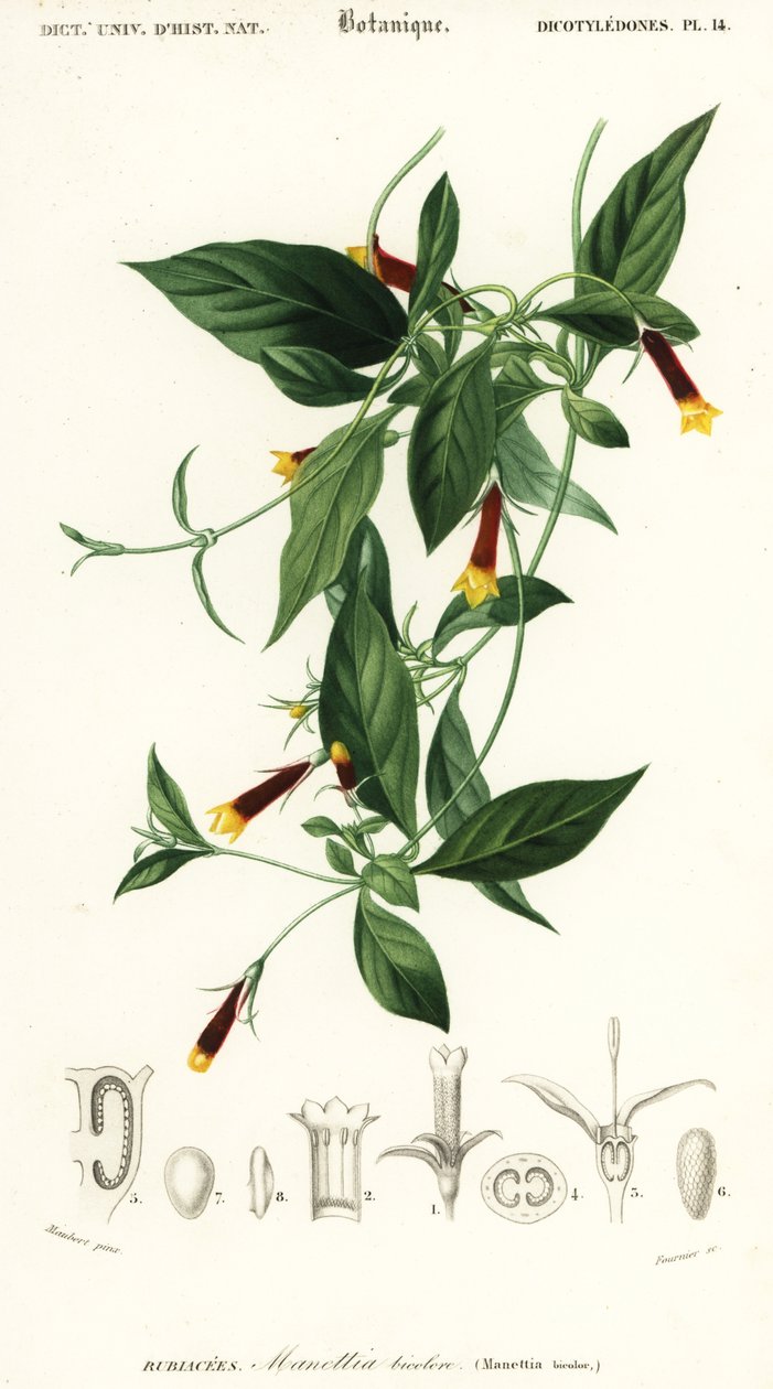 Manettia luteorubra (Stich) von Louis Joseph Edouard Maubert