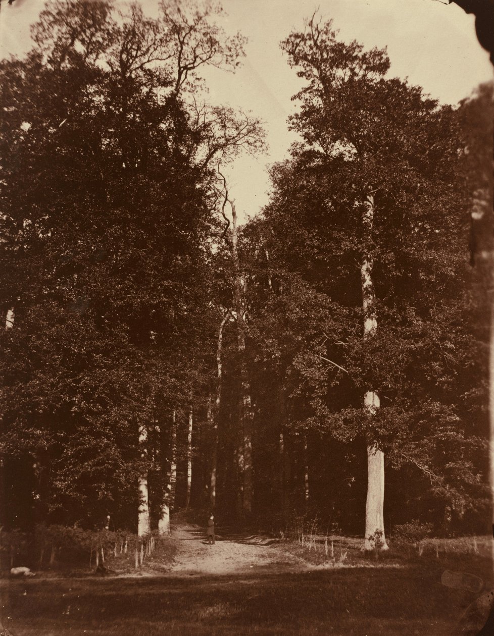 Wald bei Saint-Cloud, 1859-1860 von Louis Rémy Robert