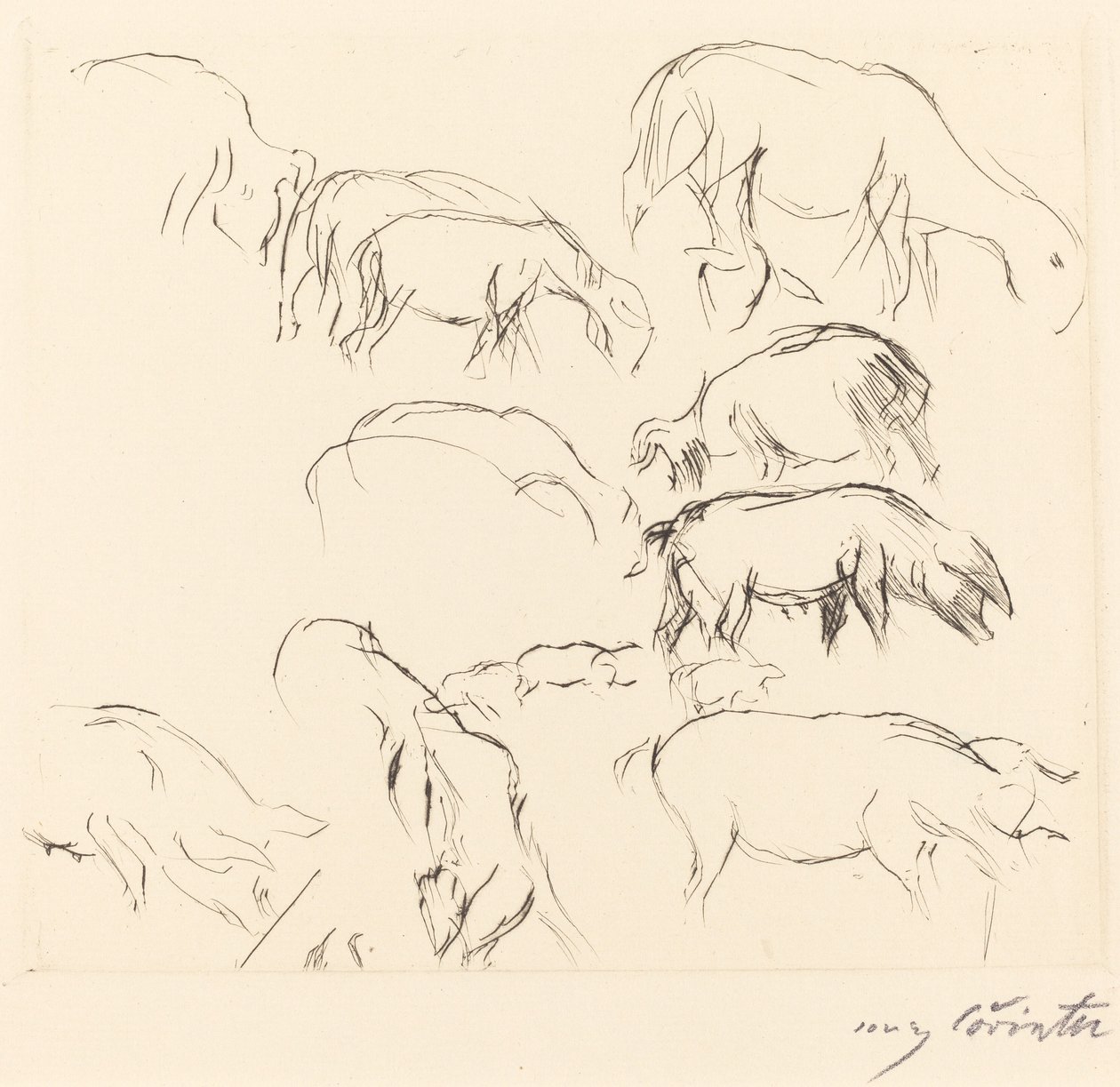 Verschiedene Tierstudien von Lovis Corinth