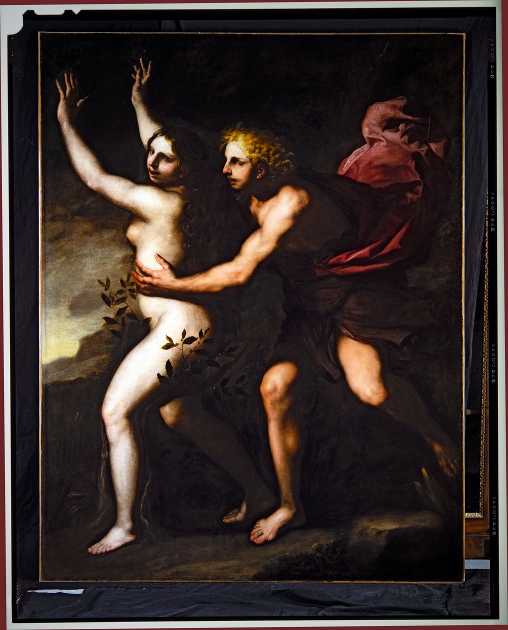 Apollo und Daphne von Luca Giordano