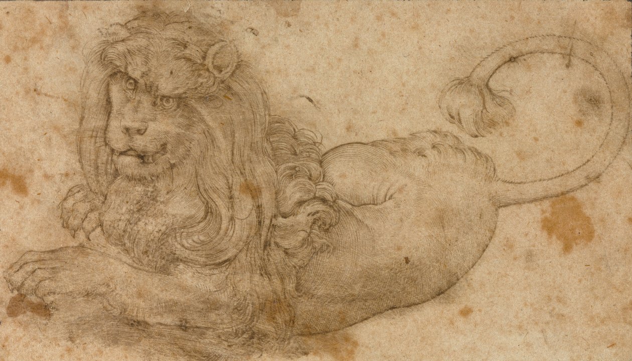 Studie eines Löwen von Lucas Cranach the Elder