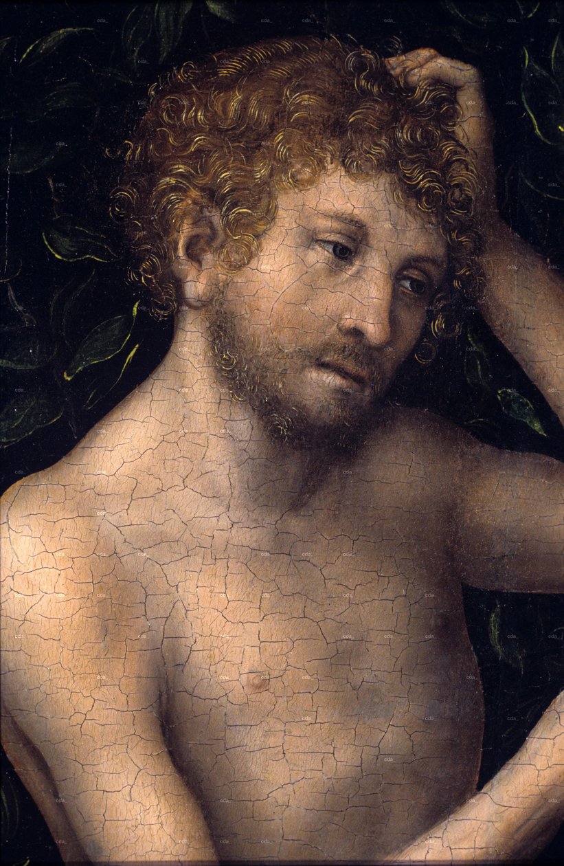 Adam und Eva (Detail) von Lucas Cranach the Elder