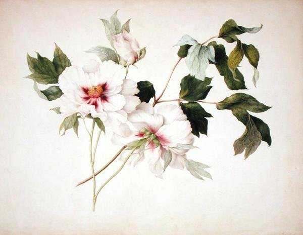 Paeonia suffruticosa von Lucy Cust