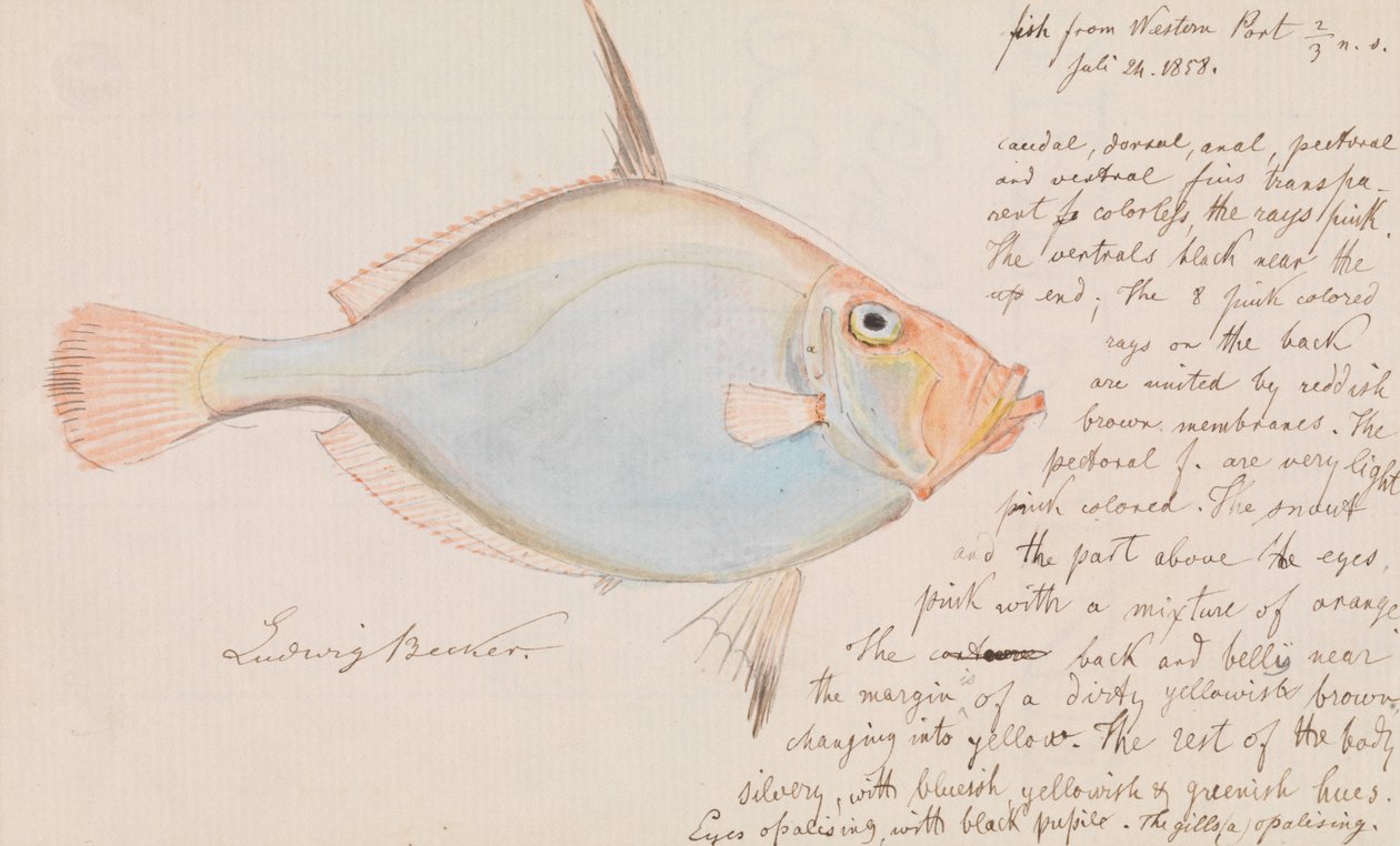 Silberdorsch, Cyttus australis von Ludwig Becker