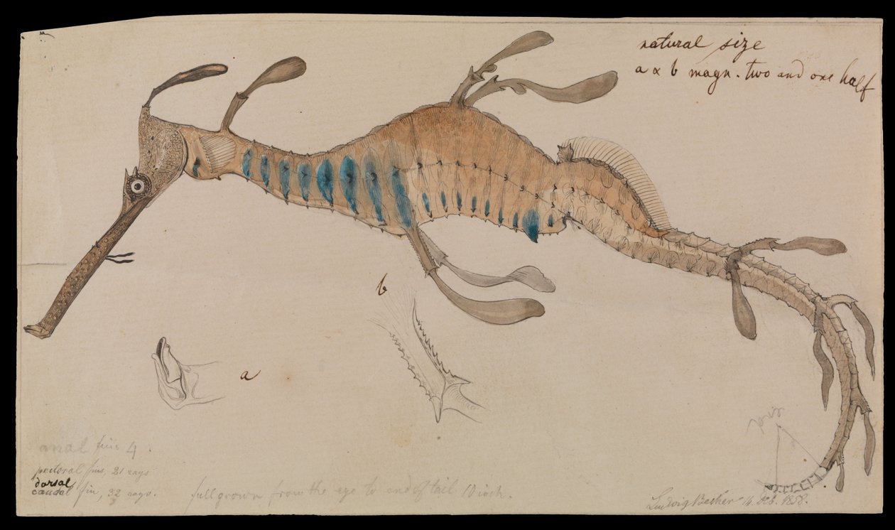 Weedy Seadragon, Phyllopteryx foliatus von Ludwig Becker
