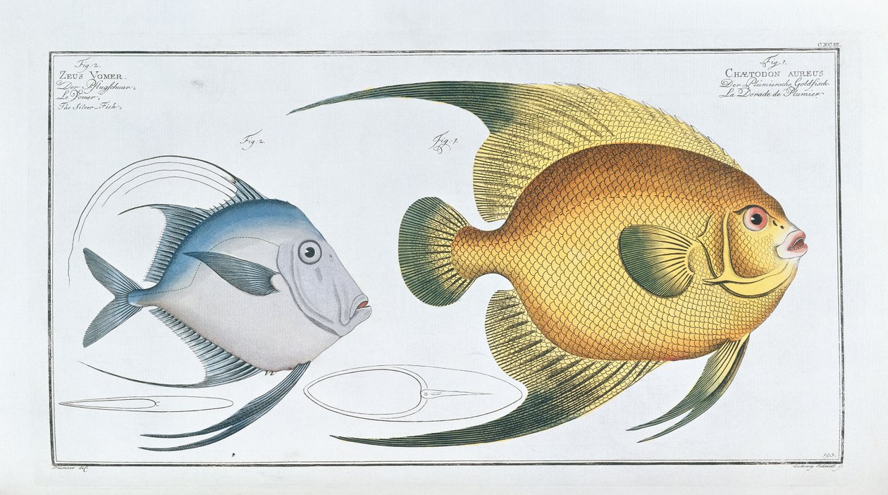 Chaetodon Aureus von Ludwig Schmidt