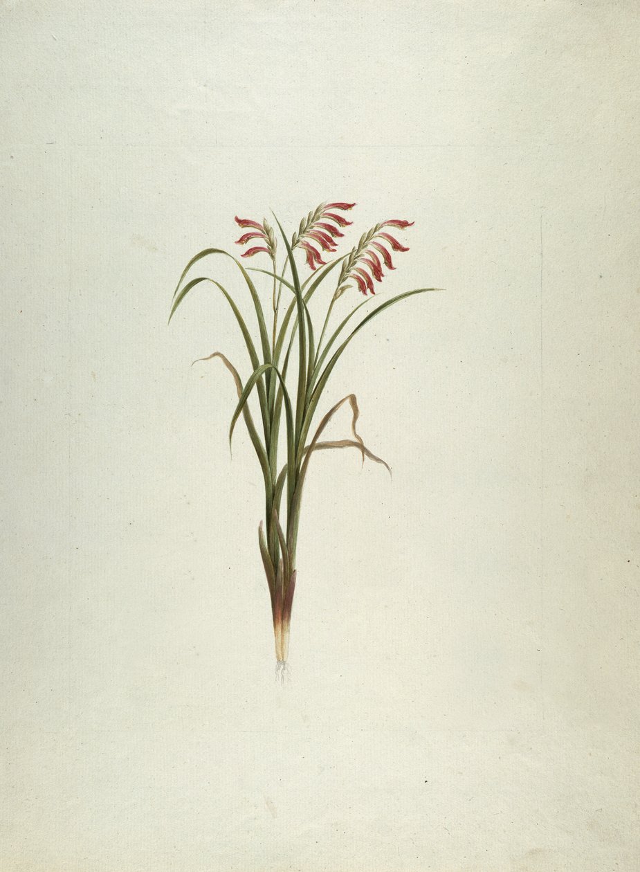 Unidentifizierte Pflanze mit Blumen von Luigi Balugani
