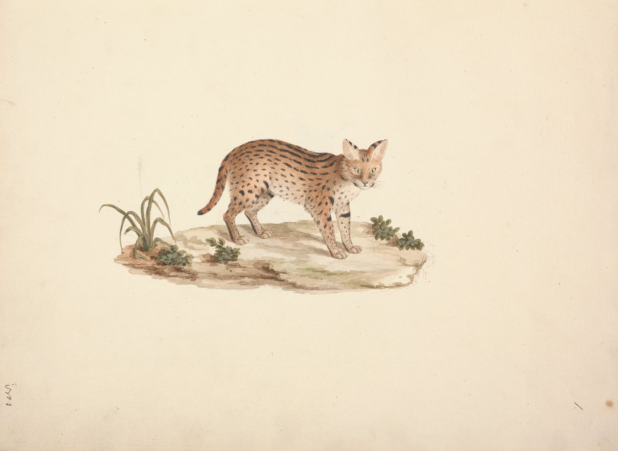 Afrikanische Wildkatze oder Serval von Luigi Balugani