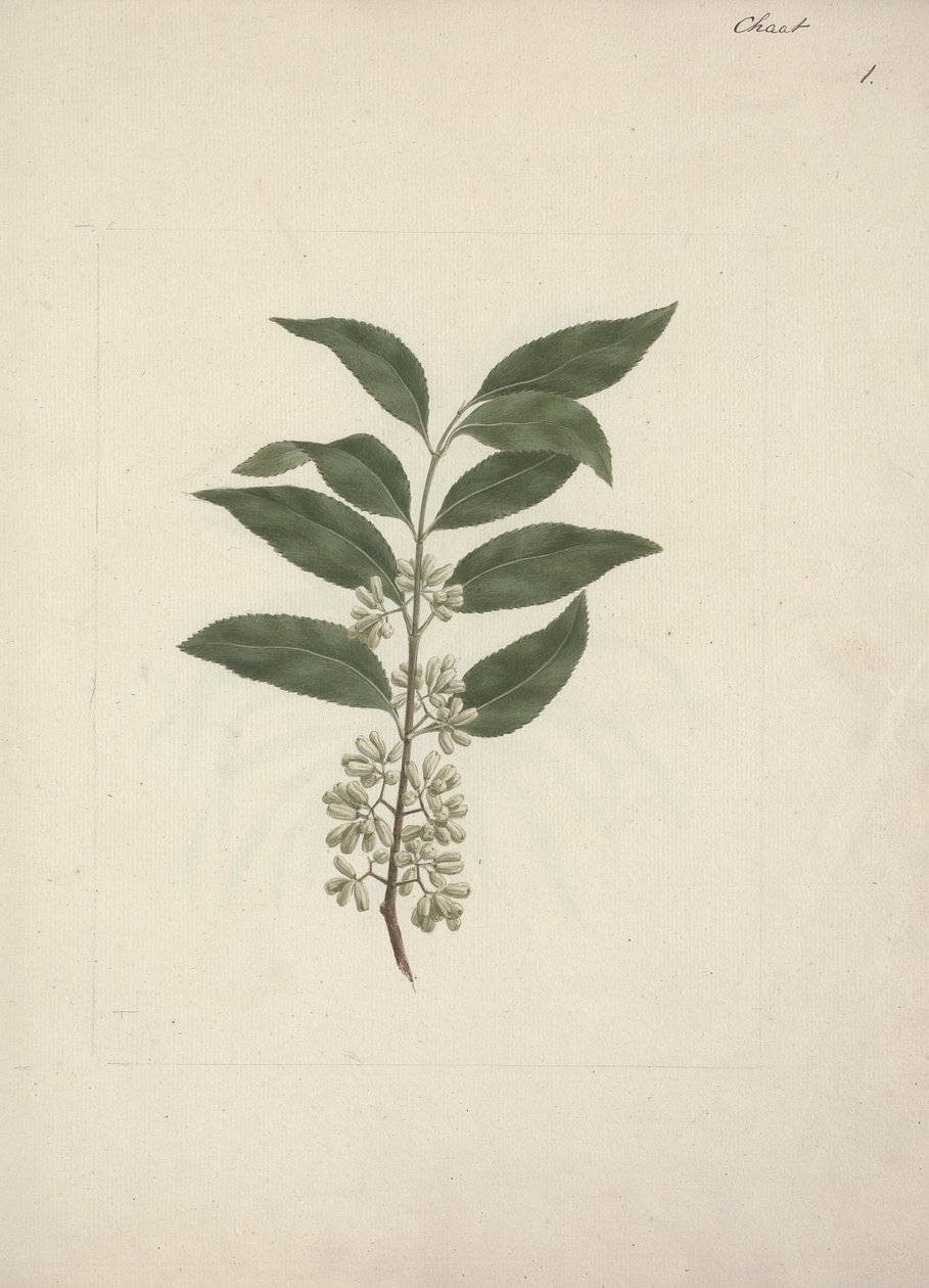 Catha edulis Forssk. (Khath): fertige Zeichnung von Luigi Balugani