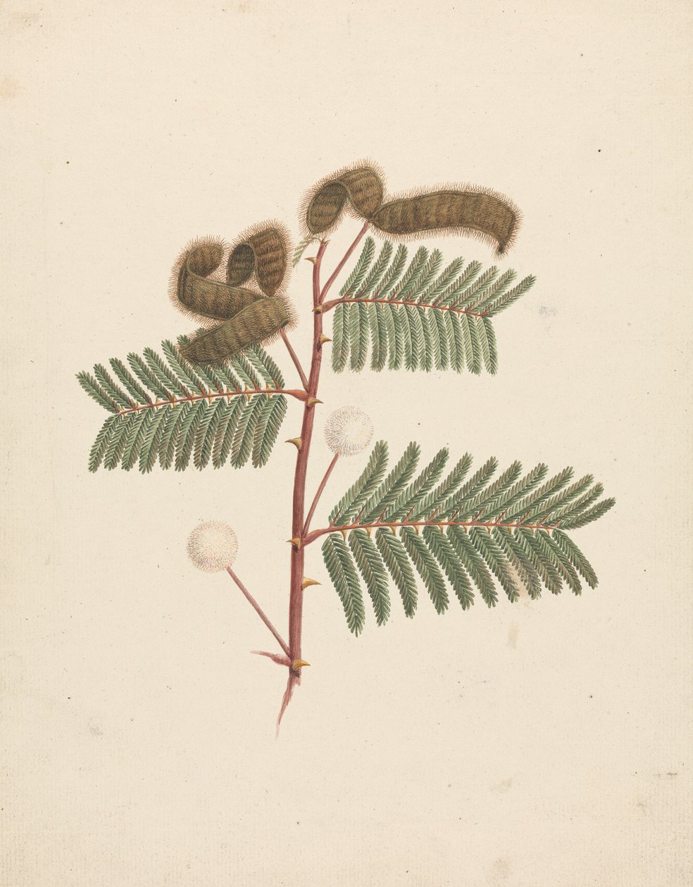 Mimosa pigra (L.): fertige Zeichnung von Luigi Balugani