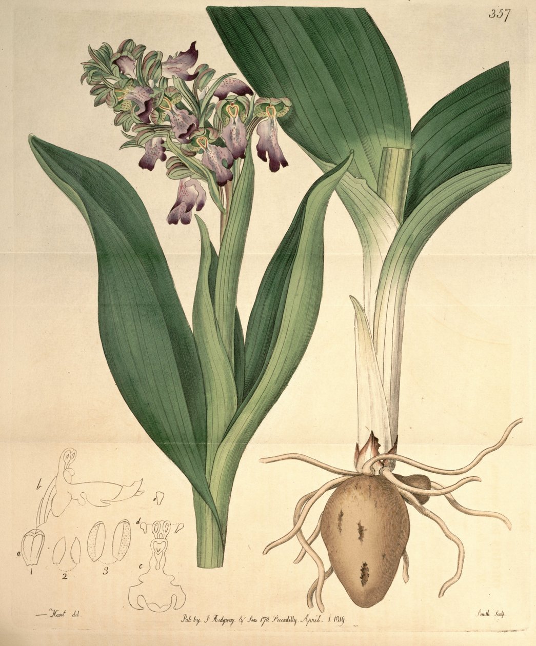 Illustration von Barlia robertiana (als syn. Orchis longibracteata Biv.) von M. Hart