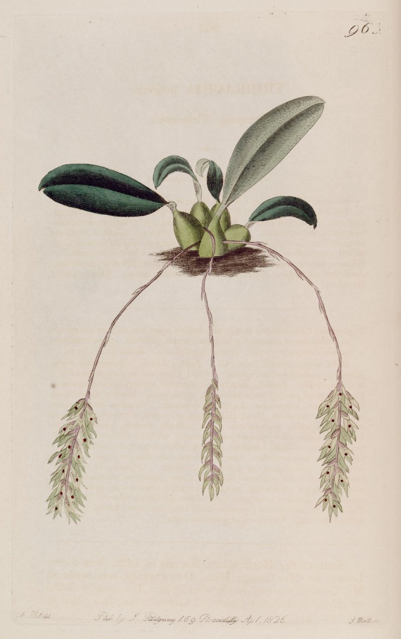 Illustration von Bulbophyllum pendulum (als syn. Tribrachia pendula) von M. Hart