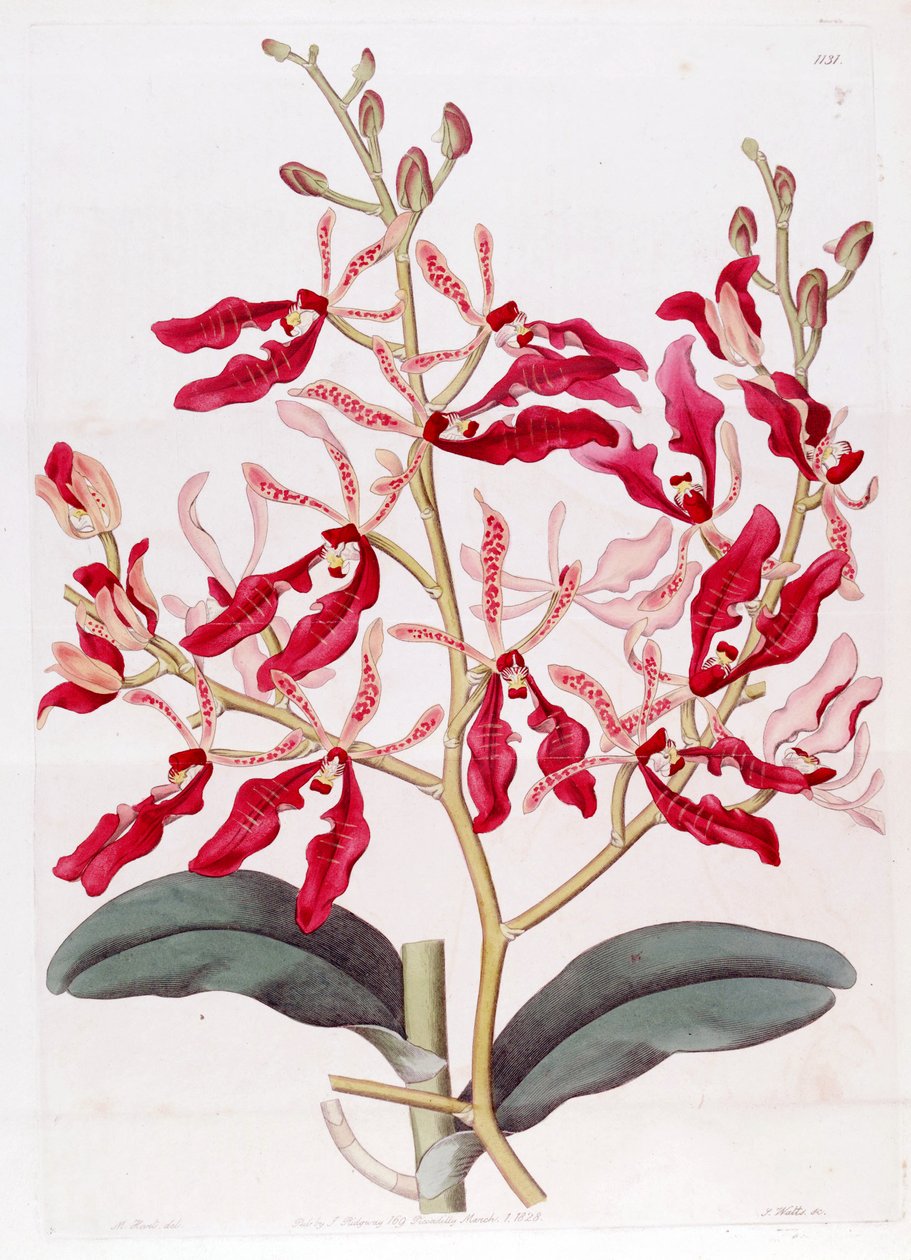 Illustration von Renanthera coccinea von M. Hart