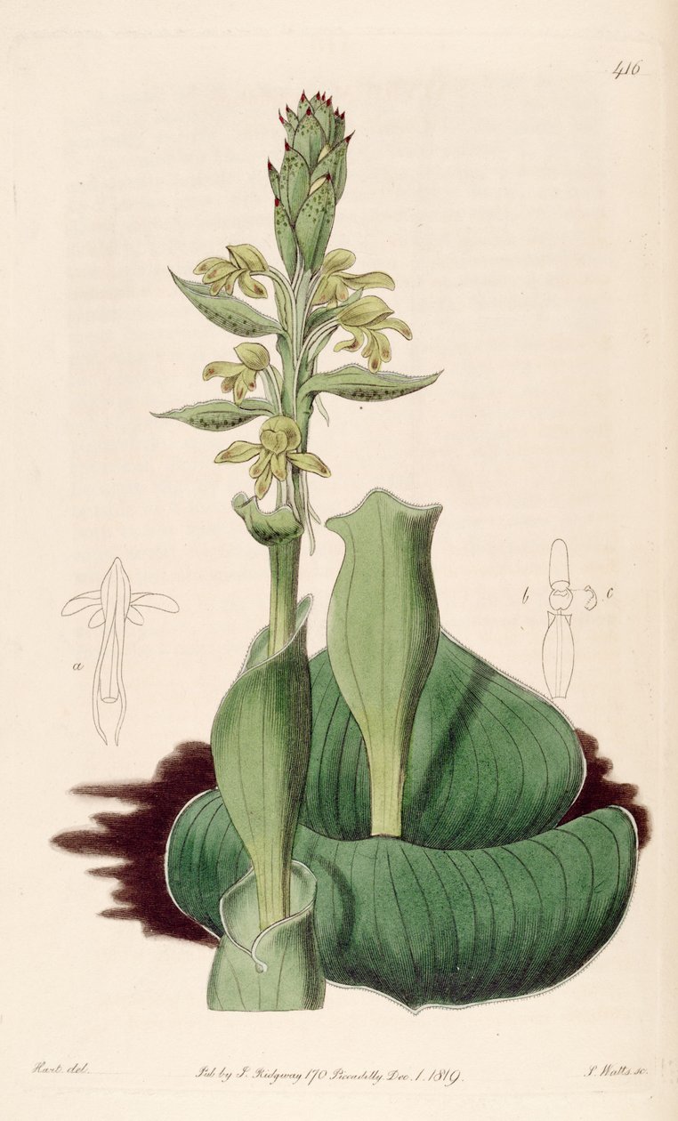 Illustration von Satyrium bicorne (als syn. Satyrium cucullatum) von M. Hart