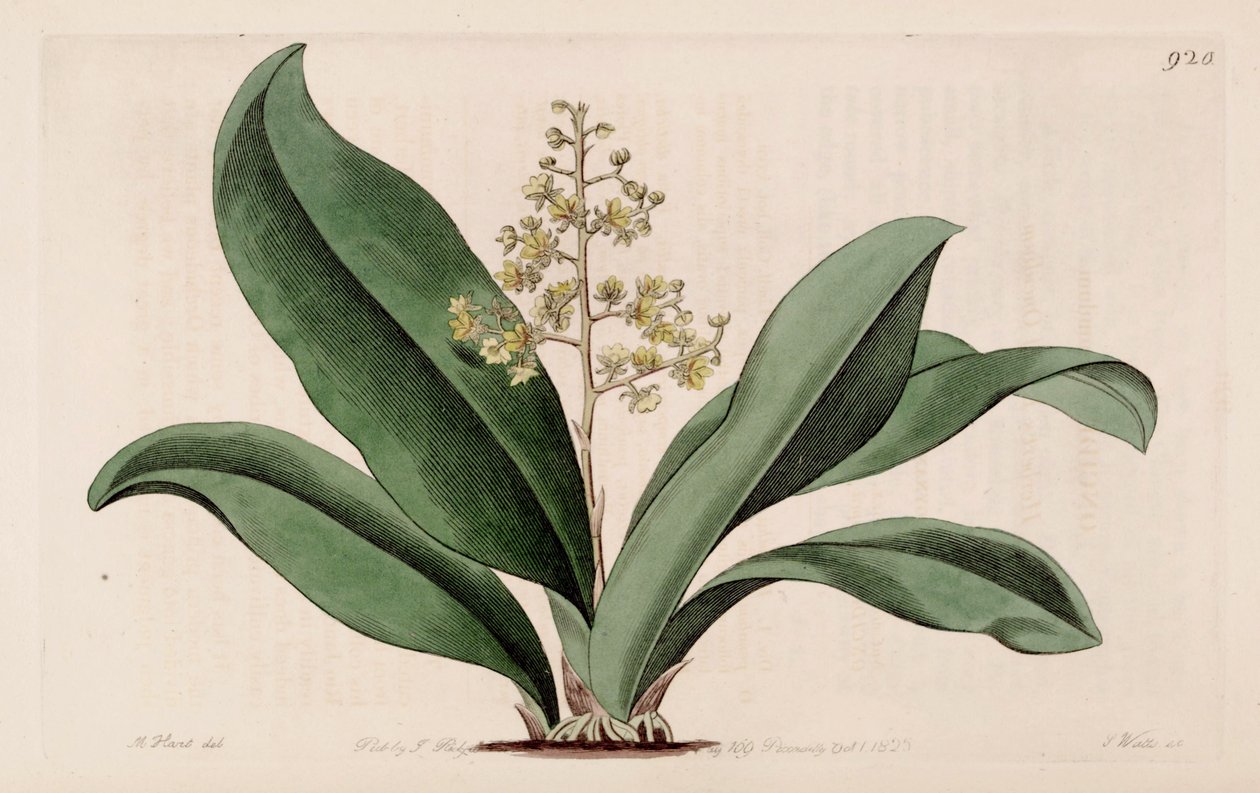 Illustration von Trichocentrum pumilum (als syn. Oncidium pumilum) von M. Hart