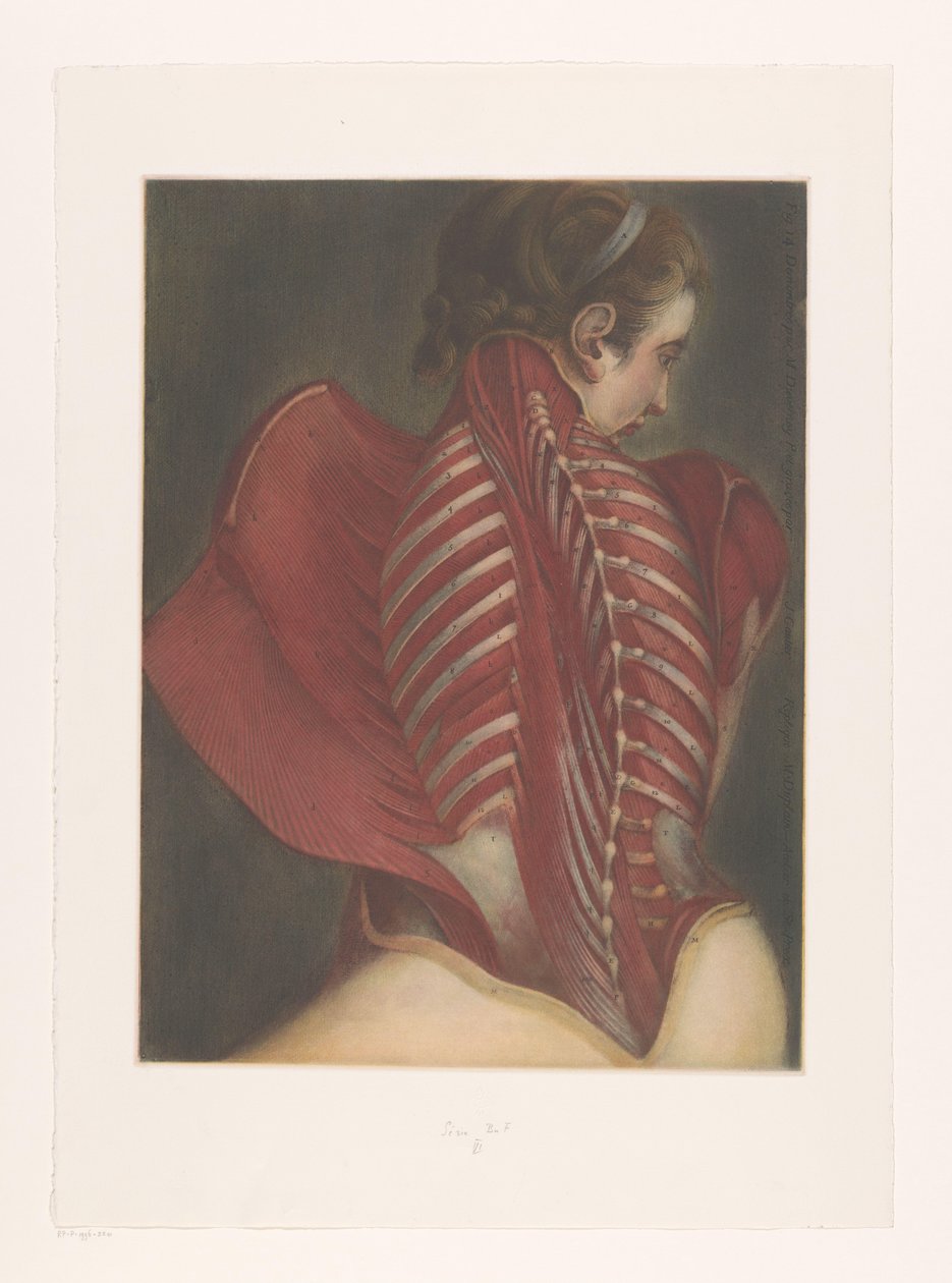 Anatomische Darstellung des Rückens von M.D. Duplain