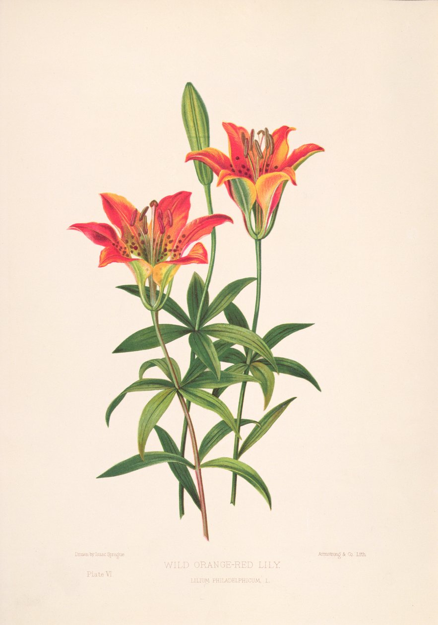 Epimachus Speciosus von M. Hart