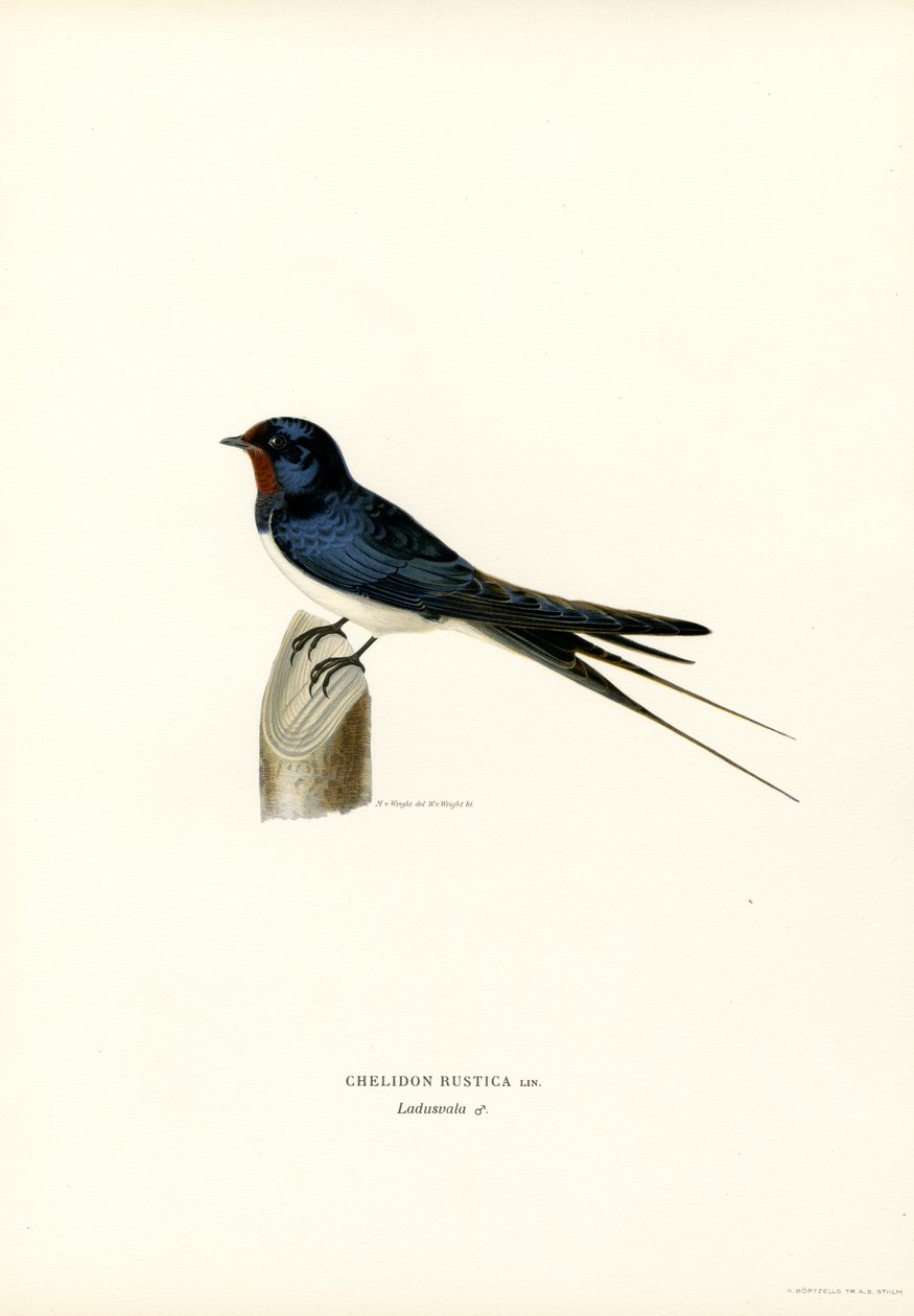 Rauchschwalbe von Magnus Ferdinand and Wilhelm von Wright