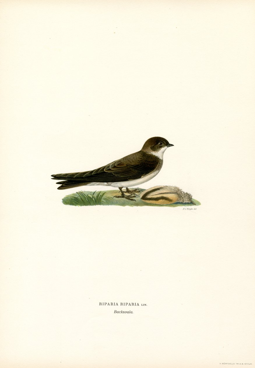 Uferschwalbe von Magnus Ferdinand and Wilhelm von Wright