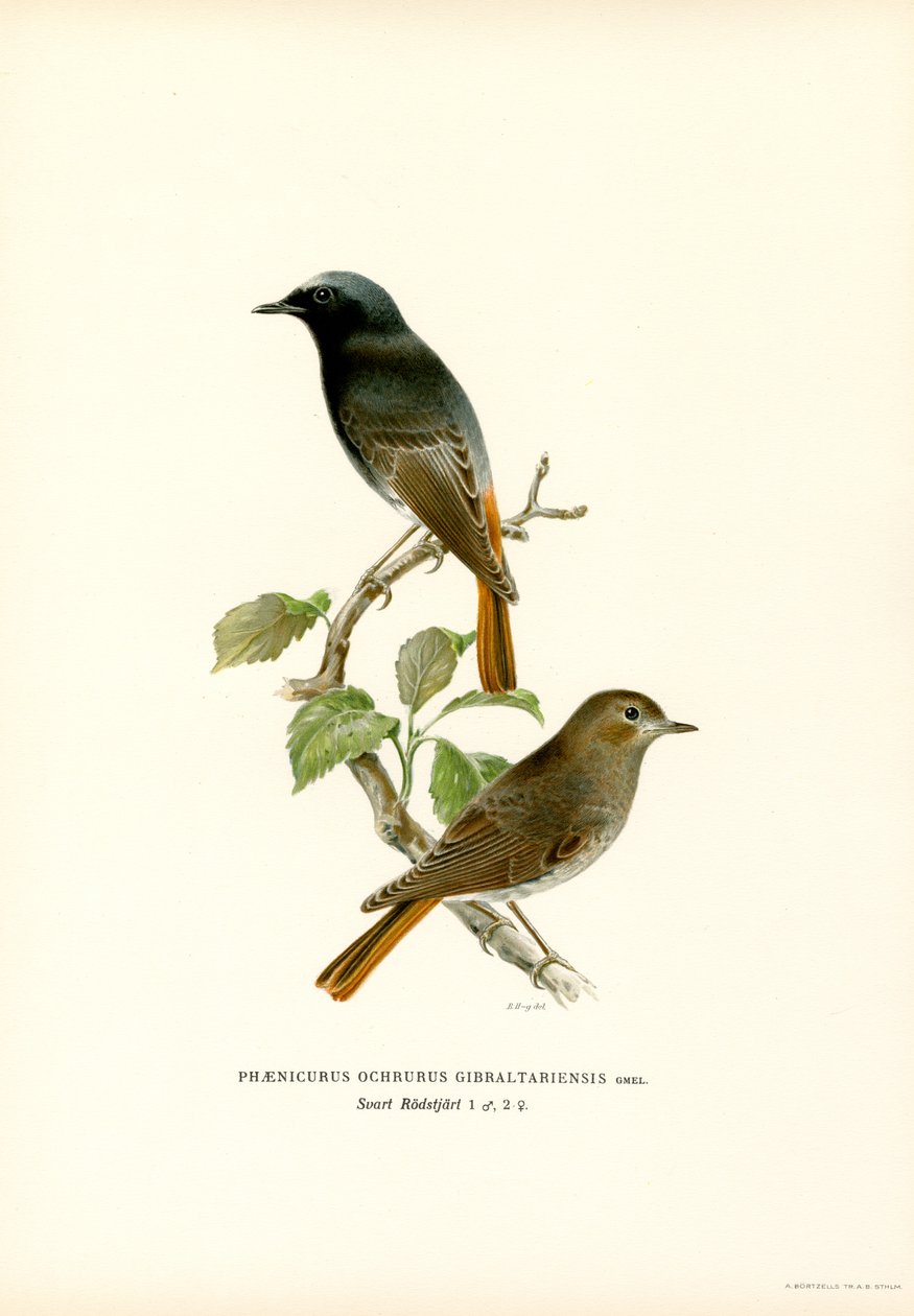 Schwarzkehlchen von Magnus Ferdinand and Wilhelm von Wright