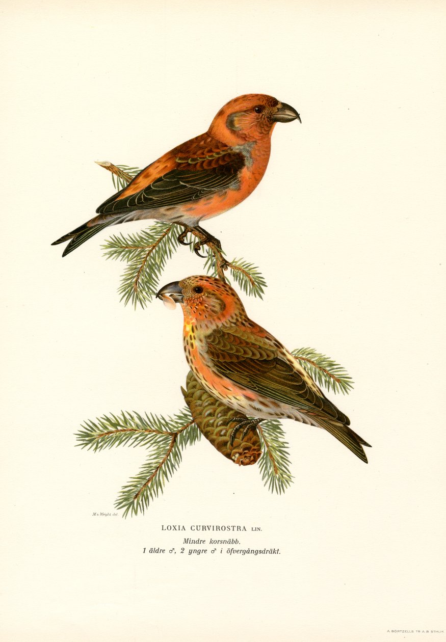 Kreuzschnabel von Magnus Ferdinand and Wilhelm von Wright