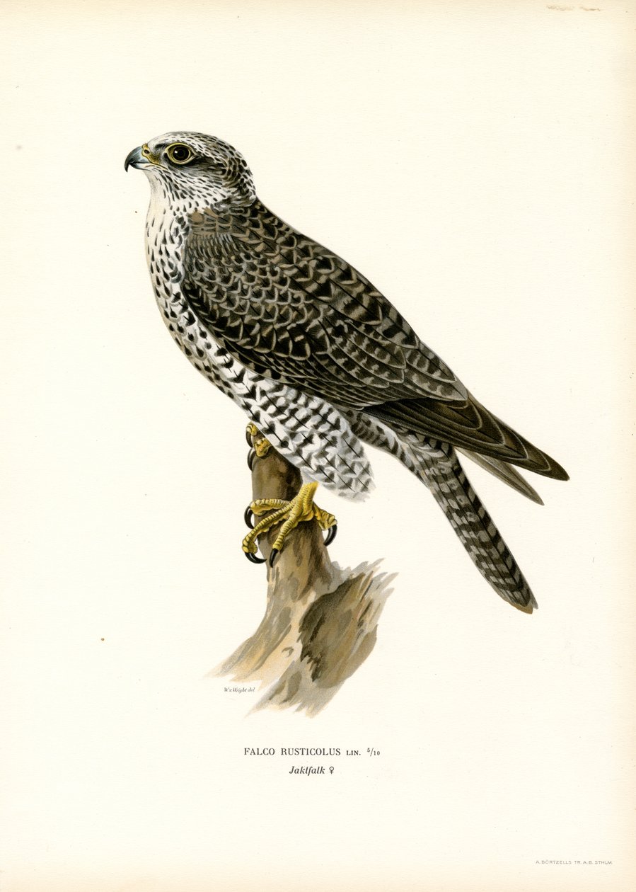 Gerfalke von Magnus Ferdinand and Wilhelm von Wright