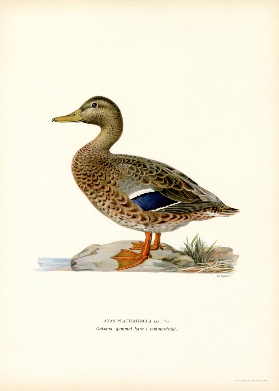 Stockente von Magnus Ferdinand and Wilhelm von Wright
