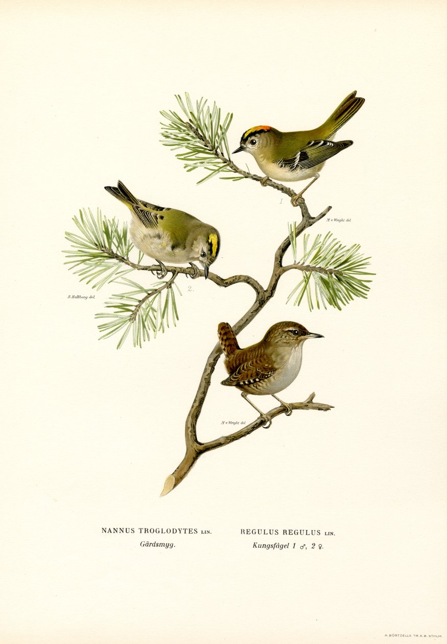 Zaunkönig von Magnus Ferdinand and Wilhelm von Wright