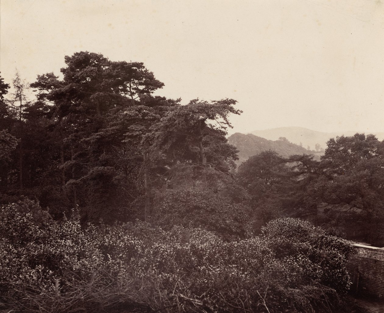 Studie von Laub, ca. 1863 von Major Francis Gresley