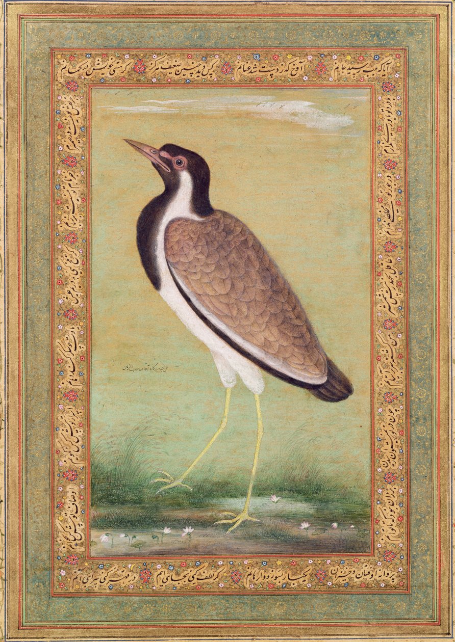Indischer Kiebitz, ca. 1800 von Mansur